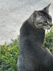 Lost Male Cat last seen Compton blvd and Wilmington Ave, Compton, CA 90220