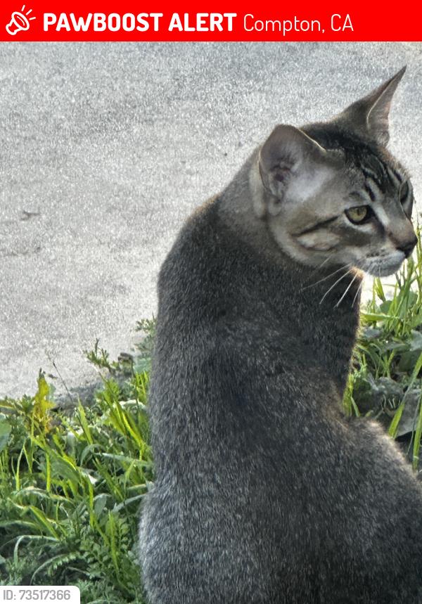 Lost Male Cat last seen Compton blvd and Wilmington Ave, Compton, CA 90220