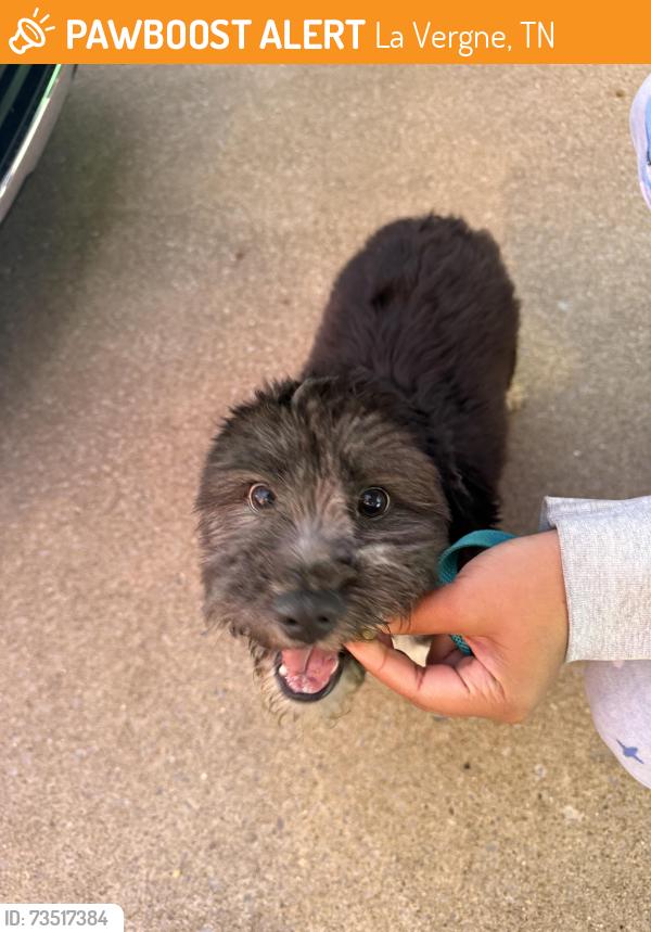 Found/Stray Male Dog last seen Holland Ridge Dr, La Vergne, TN 37086