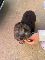 Found/Stray Male Dog last seen Holland Ridge Dr, La Vergne, TN 37086