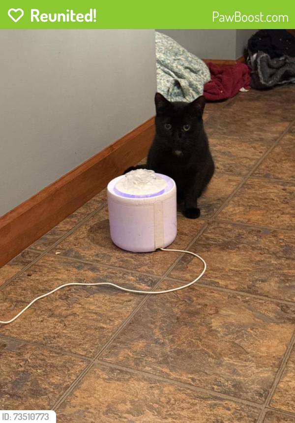 Reunited Male Cat last seen Near Scott Ave Jeannette pa, Jeannette, PA 15644