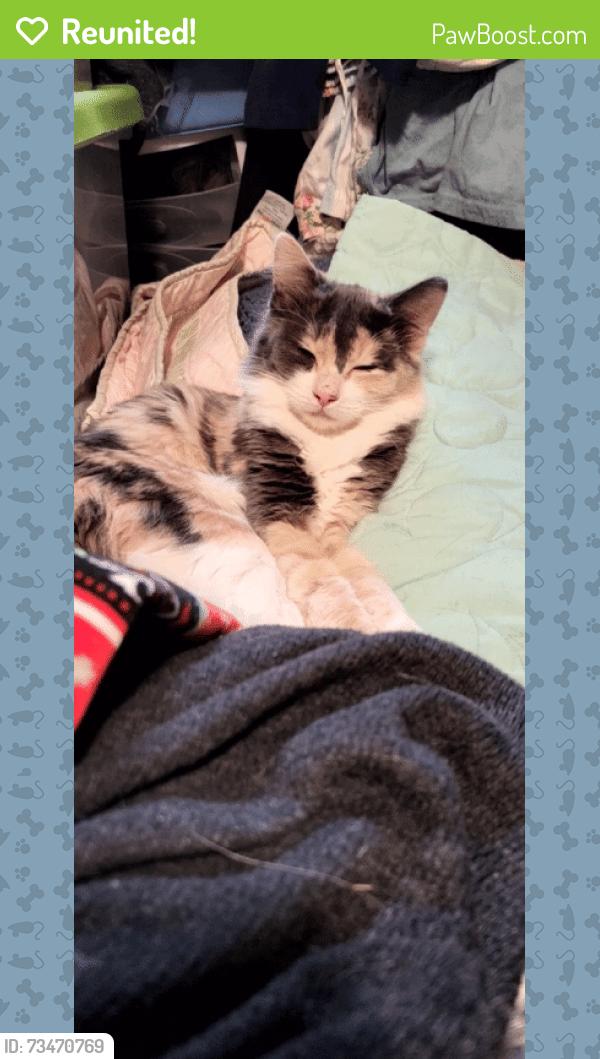 Reunited Female Cat last seen Near W 5100 S, Kearns, UT 84118