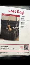 Lost Female Dog last seen Eucalyptus and lassalle, Moreno Valley, CA 92553
