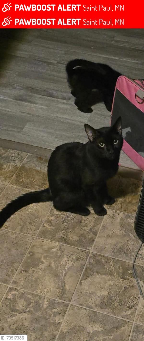 Lost Male Cat last seen Greenbrier and sims, Saint Paul, MN 55106
