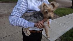 Reunited Male Dog last seen Near Blue Rose Dr, Missouri City, TX 77459, USA, Missouri City, TX 77459