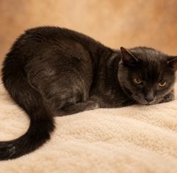 Shelter Stray Unknown Cat last seen , 29525 Agoura Rd, Agoura Hills, CA 91301, USA