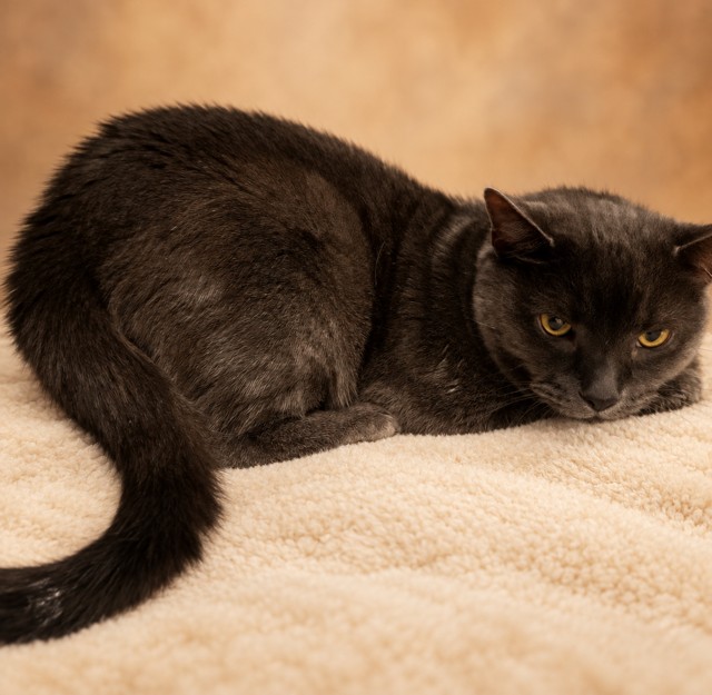 Shelter Stray Unknown Cat last seen , 29525 Agoura Rd, Agoura Hills, CA 91301, USA