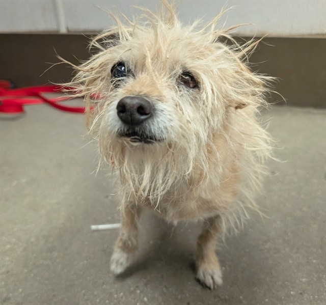 Shelter Stray Male Dog last seen , 4000 N Silverbell Rd, Tucson, AZ 85745, USA