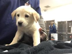 Shelter Stray Female Dog last seen Near BLOCK DESERT HAVEN RD, DESERT HOT SPRINGS CA 92241, 72050 Pet Land Pl, Thousand Palms, CA 92276, USA