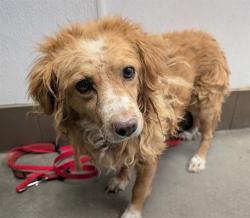 Shelter Stray Female Dog last seen , 4000 N Silverbell Rd, Tucson, AZ 85745, USA