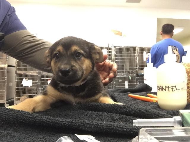 Shelter Stray Female Dog last seen Near BLOCK DESERT HAVEN RD, DESERT HOT SPRINGS CA 92241, 72050 Pet Land Pl, Thousand Palms, CA 92276, USA