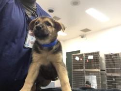 Shelter Stray Male Dog last seen Near BLOCK DESERT HAVEN RD, DESERT HOT SPRINGS CA 92241, 72050 Pet Land Pl, Thousand Palms, CA 92276, USA
