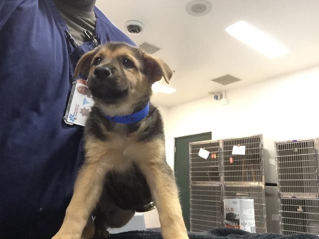 Shelter Stray Male Dog last seen Near BLOCK DESERT HAVEN RD, DESERT HOT SPRINGS CA 92241, 72050 Pet Land Pl, Thousand Palms, CA 92276, USA