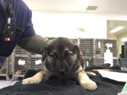 Shelter Stray Female Dog last seen Near BLOCK DESERT HAVEN RD, DESERT HOT SPRINGS CA 92241, 72050 Pet Land Pl, Thousand Palms, CA 92276, USA