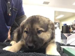 Shelter Stray Female Dog last seen Near BLOCK DESERT HAVEN RD, DESERT HOT SPRINGS CA 92241, 72050 Pet Land Pl, Thousand Palms, CA 92276, USA