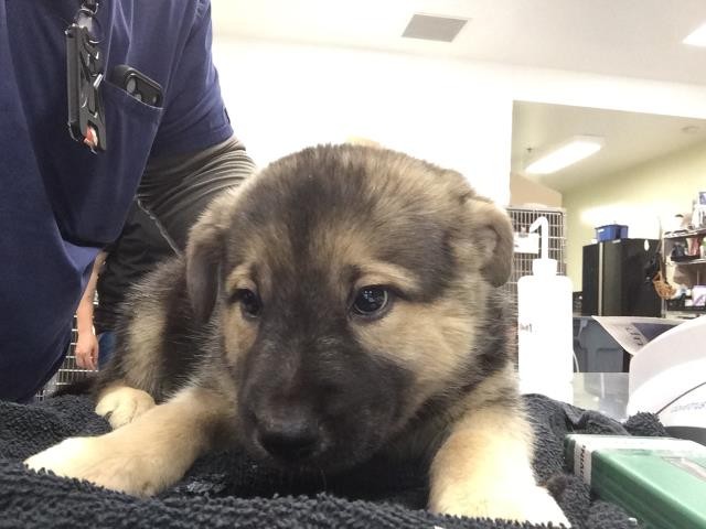 Shelter Stray Female Dog last seen Near BLOCK DESERT HAVEN RD, DESERT HOT SPRINGS CA 92241, 72050 Pet Land Pl, Thousand Palms, CA 92276, USA