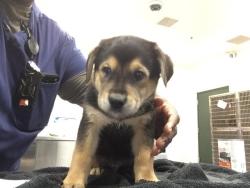 Shelter Stray Female Dog last seen Near BLOCK DESERT HAVEN RD, DESERT HOT SPRINGS CA 92241, 72050 Pet Land Pl, Thousand Palms, CA 92276, USA
