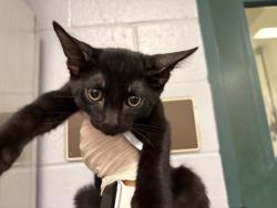 Shelter Stray Male Cat last seen Near BLOCK FREDERICK ST, COACHELLA CA 92236, 72050 Pet Land Pl, Thousand Palms, CA 92276, USA
