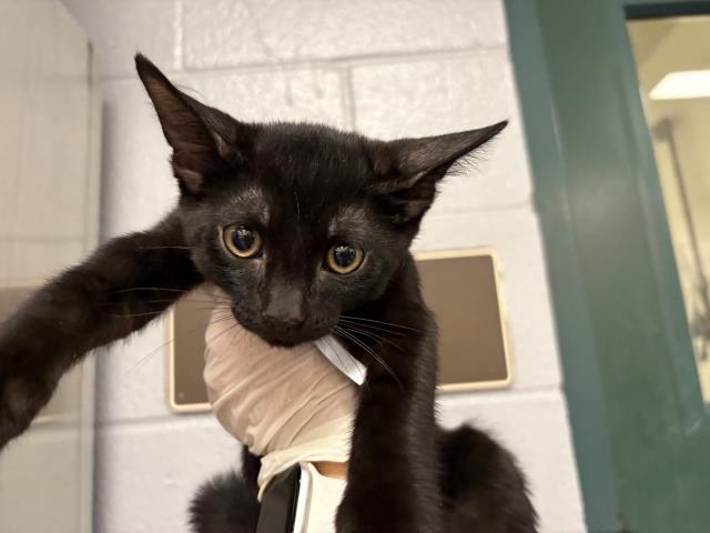 Shelter Stray Male Cat last seen Near BLOCK FREDERICK ST, COACHELLA CA 92236, 72050 Pet Land Pl, Thousand Palms, CA 92276, USA