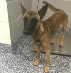 Shelter Stray Female Dog last seen Near BLOCK VISTA CHINO, 72050 Pet Land Pl, Thousand Palms, CA 92276, USA