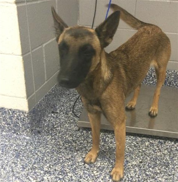 Shelter Stray Female Dog last seen Near BLOCK VISTA CHINO, 72050 Pet Land Pl, Thousand Palms, CA 92276, USA