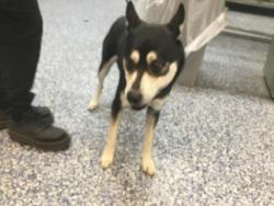 Shelter Stray Male Dog last seen Near BLOCK JOHN NOBLES AVE, INDIO, CA, 72050 Pet Land Pl, Thousand Palms, CA 92276, USA
