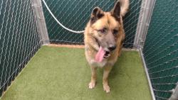 Shelter Stray Male Dog last seen , 11258 Garfield Ave, Downey, CA 90242, USA