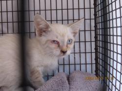 Shelter Stray Male Cat last seen Near BLOCK N 30TH AVE, 5501 E Van Buren St, Phoenix, AZ 85008, USA