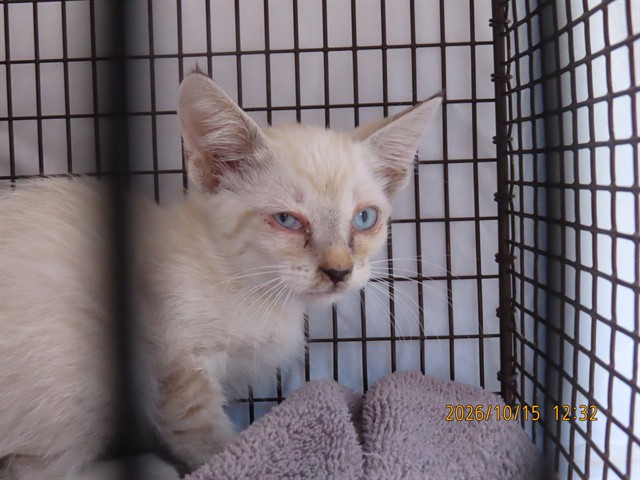Shelter Stray Male Cat last seen Near BLOCK N 30TH AVE, 5501 E Van Buren St, Phoenix, AZ 85008, USA