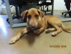 Shelter Stray Male Dog last seen 35TH AVE - BASELINE, 5501 E Van Buren St, Phoenix, AZ 85008, USA