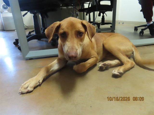 Shelter Stray Male Dog last seen 35TH AVE - BASELINE, 5501 E Van Buren St, Phoenix, AZ 85008, USA
