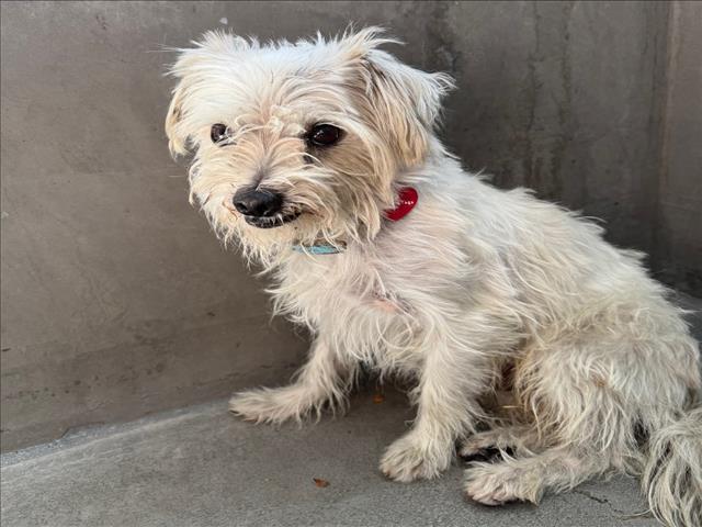 Shelter Stray Male Dog last seen , 14409 Vanowen St, Van Nuys, CA 91405, USA
