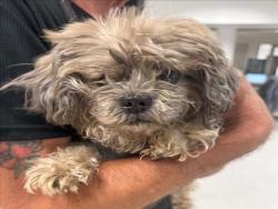 Shelter Stray Female Dog last seen , 14409 Vanowen St, Van Nuys, CA 91405, USA