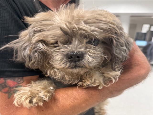 Shelter Stray Female Dog last seen , 14409 Vanowen St, Van Nuys, CA 91405, USA