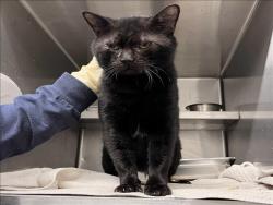Shelter Stray Male Cat last seen , 1850 W 60th St, Los Angeles, CA 90047, USA