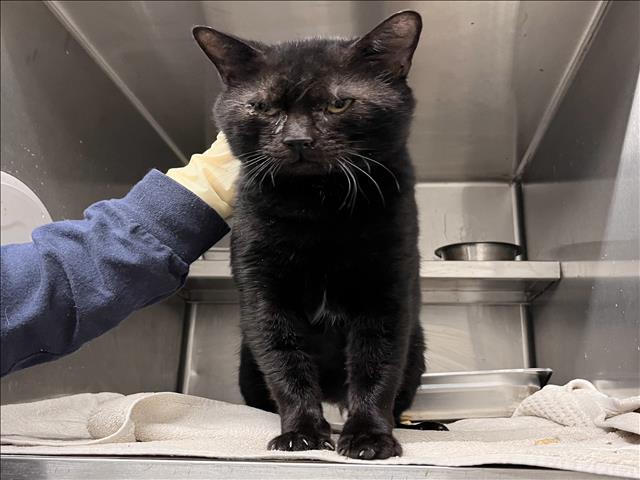 Shelter Stray Male Cat last seen , 1850 W 60th St, Los Angeles, CA 90047, USA