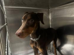 Shelter Stray Male Dog last seen , 14409 Vanowen St, Van Nuys, CA 91405, USA