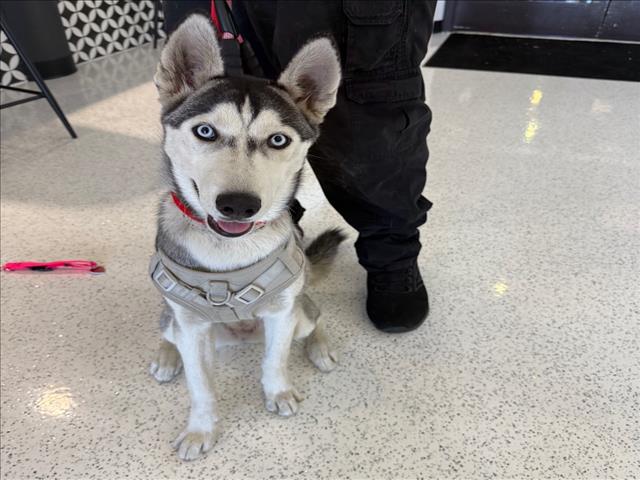 Shelter Stray Female Dog last seen , 14409 Vanowen St, Van Nuys, CA 91405, USA