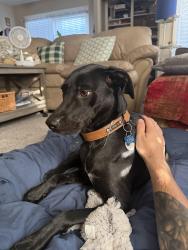Reunited Female Dog last seen Date Street and Redwood Ave, Brea, CA 92821