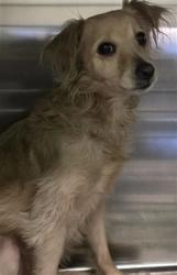 Shelter Stray Female Dog last seen , 1850 W 60th St, Los Angeles, CA 90047, USA
