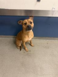Shelter Stray Male Dog last seen Near BLOCK SW 94TH AVE, 3599 NW 79th Ave, Doral, FL 33122, USA
