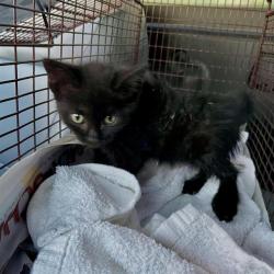 Shelter Stray Female Cat last seen Near BLOCK OF W BAETZ AVE, 4710 TX-151, San Antonio, TX 78227, USA