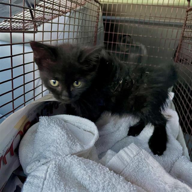 Shelter Stray Female Cat last seen Near BLOCK OF W BAETZ AVE, 4710 TX-151, San Antonio, TX 78227, USA