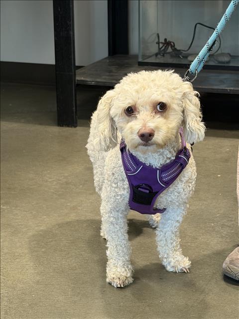Shelter Stray Male Dog last seen , West Valley Animal Shelter, 20655 Plummer St, Chatsworth, CA 91311, USA