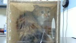 Shelter Stray Female Cat last seen Near BLOCK N QUEBEC ST, DENVER CO 80207, 1241 W Bayaud Ave, Denver, CO 80223, USA