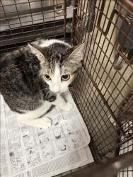 Shelter Stray Unknown Cat last seen , West Valley Animal Shelter, 20655 Plummer St, Chatsworth, CA 91311, USA