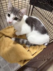 Shelter Stray Unknown Cat last seen , West Valley Animal Shelter, 20655 Plummer St, Chatsworth, CA 91311, USA
