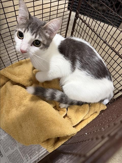 Shelter Stray Unknown Cat last seen , West Valley Animal Shelter, 20655 Plummer St, Chatsworth, CA 91311, USA