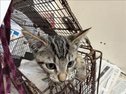 Shelter Stray Male Cat last seen , 3201 Lacy St, Los Angeles, CA 90031, USA