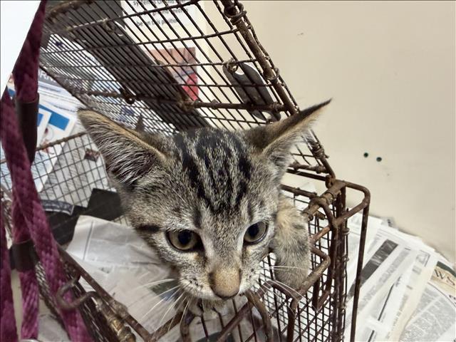 Shelter Stray Male Cat last seen , 3201 Lacy St, Los Angeles, CA 90031, USA